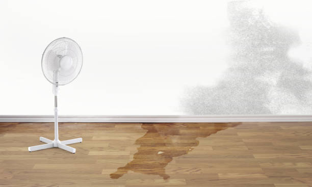 Best Water damage restoration near me  in New Middletown, OH