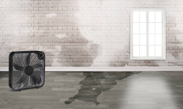 Best Flood damage cleanup  in New Middletown, OH